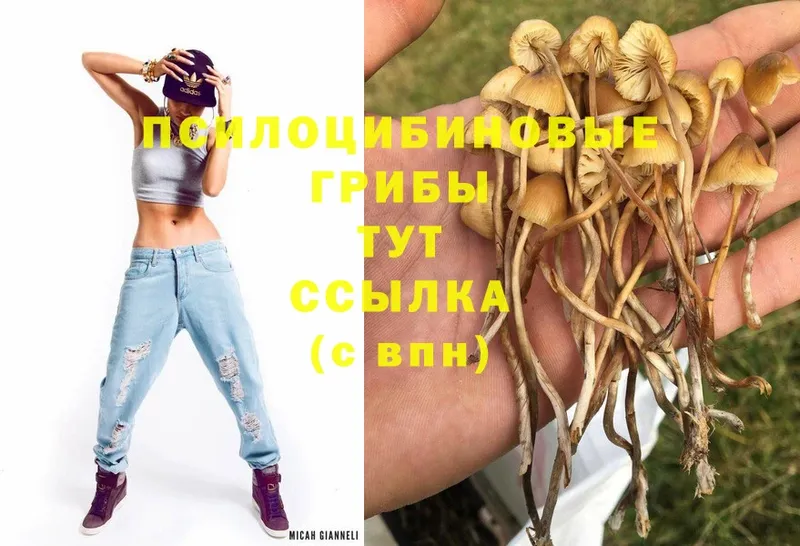 Псилоцибиновые грибы Psilocybe  Бабаево 